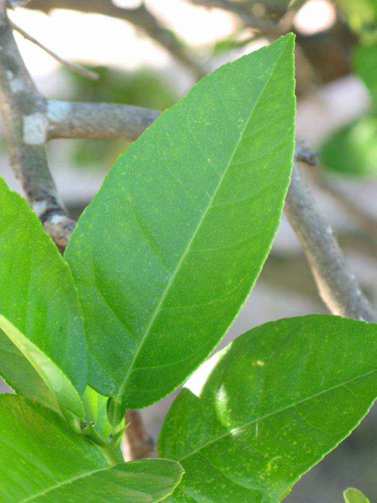              Shade leaves (Winter Haven, FL)       